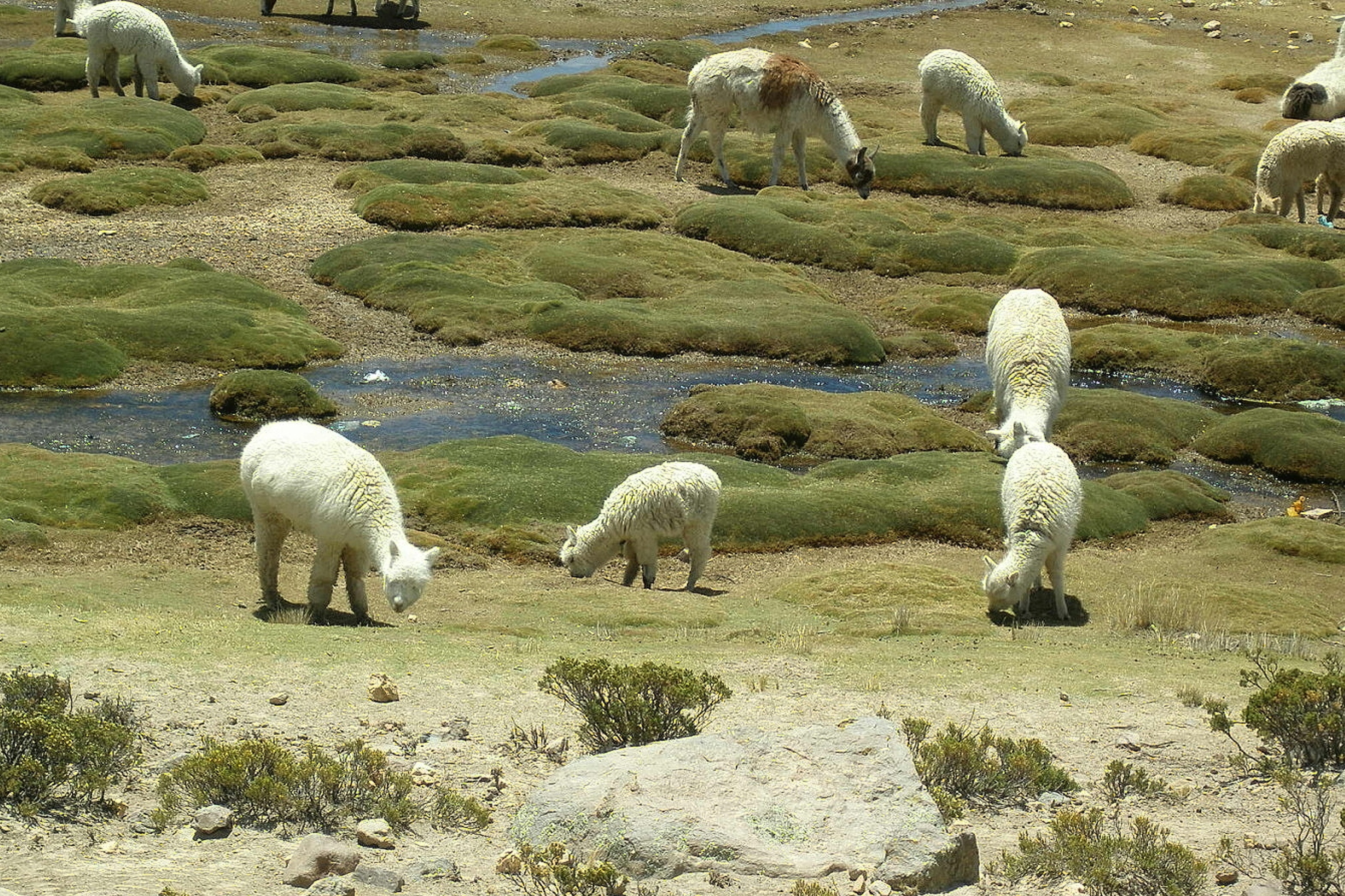 white alpaca lot