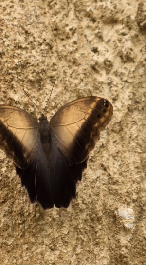 brown and black moth thumbnail