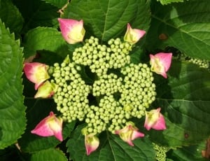pink and green petaled flowers thumbnail