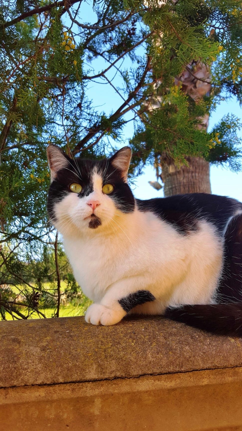 white and black short-fur cat preview