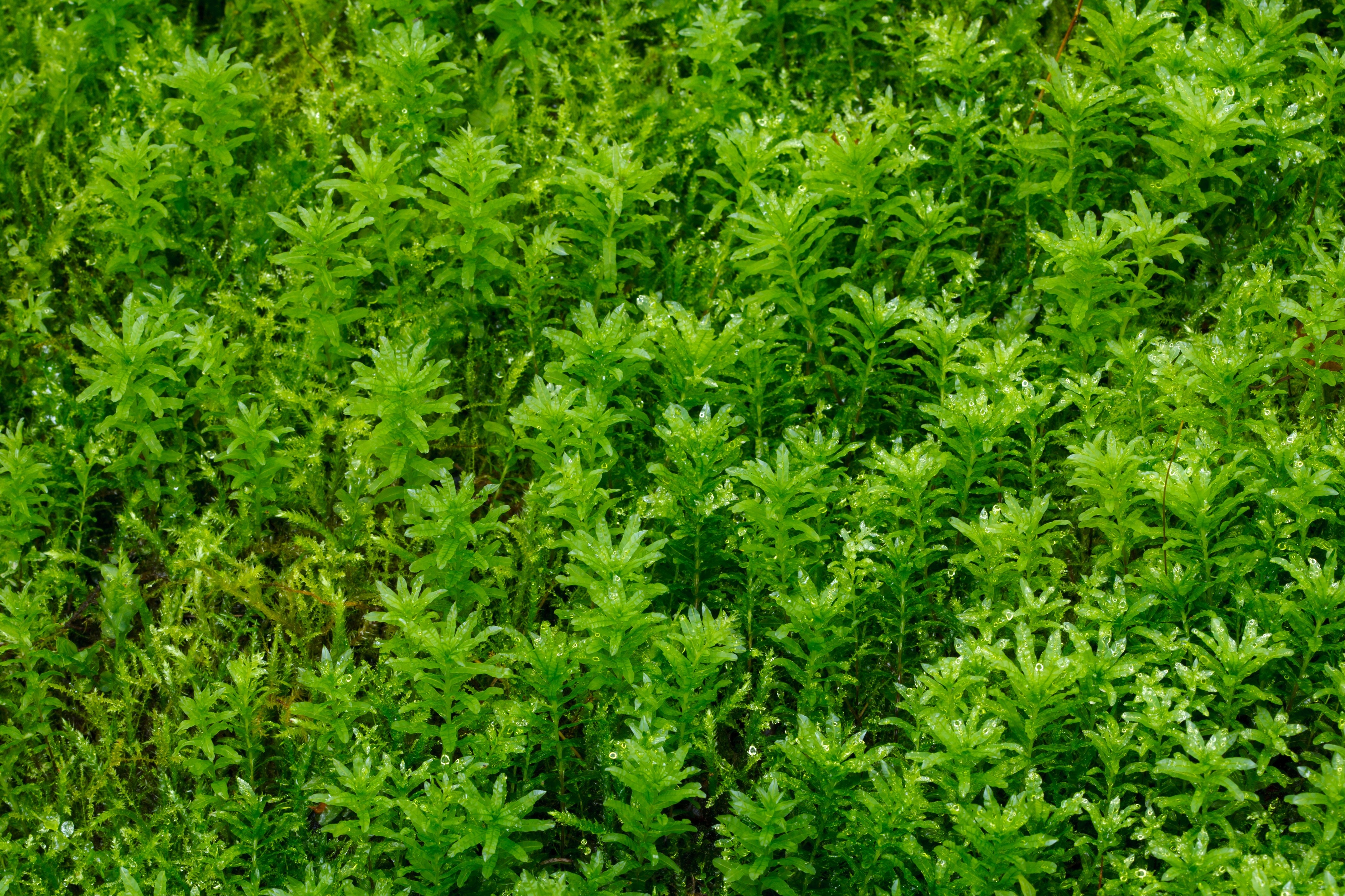 green leaf plants