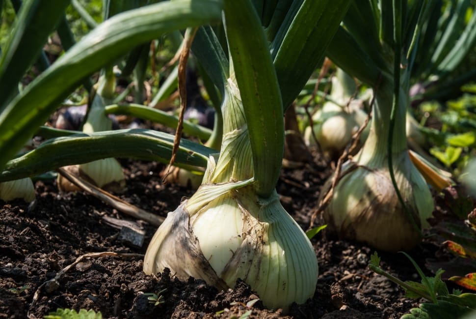 onions plant preview