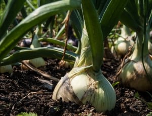 onions plant thumbnail