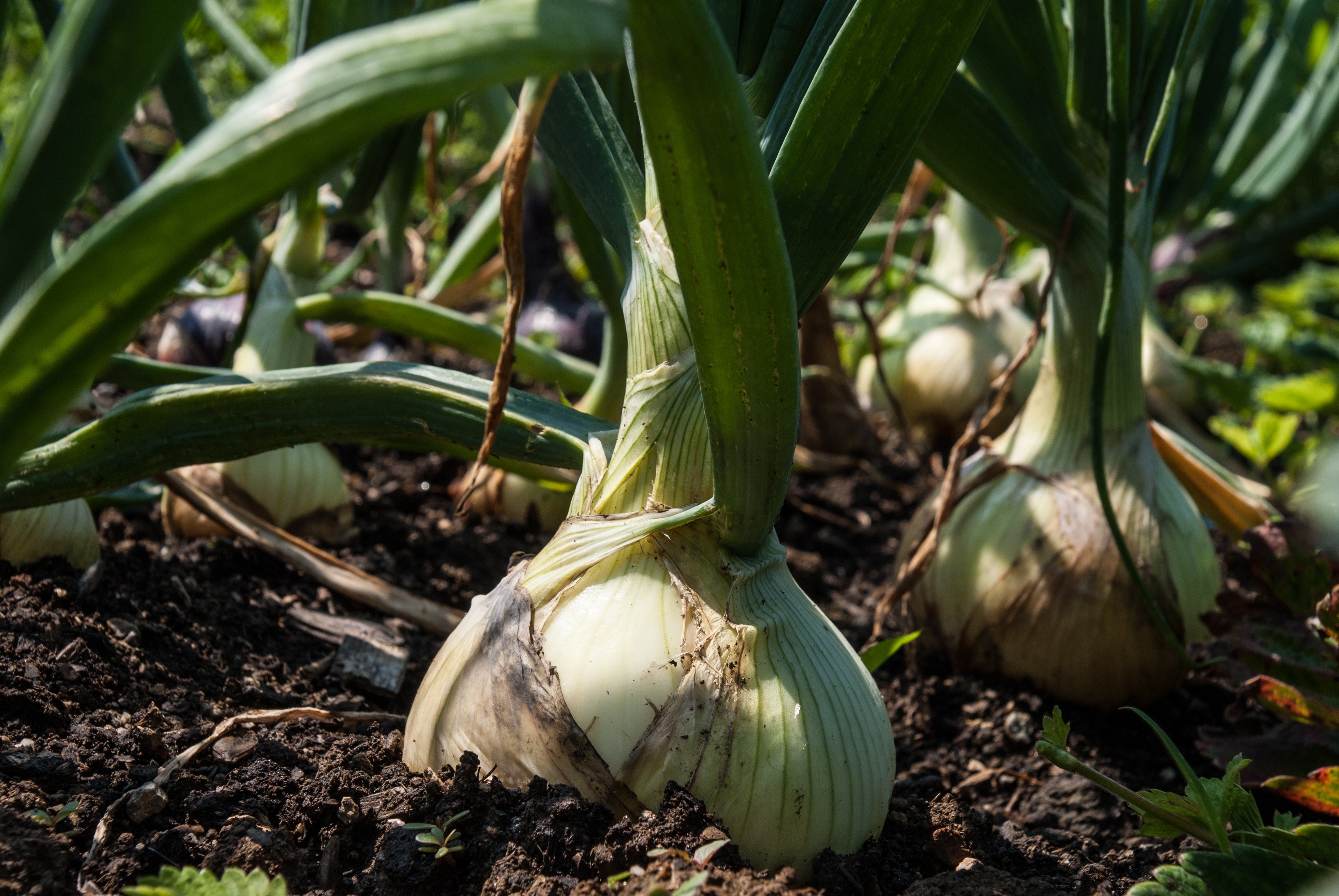 onions plant