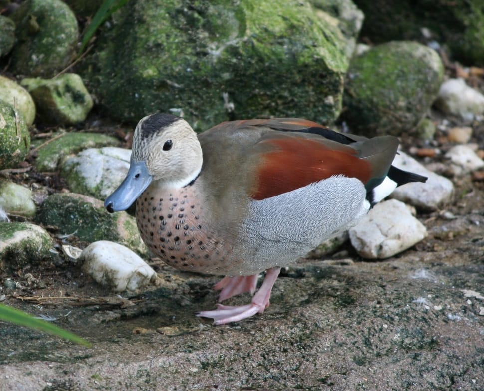 brown red and white duck preview