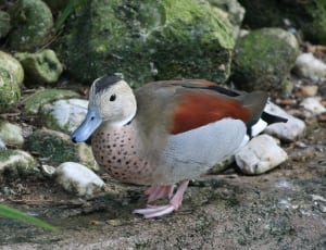 brown red and white duck thumbnail