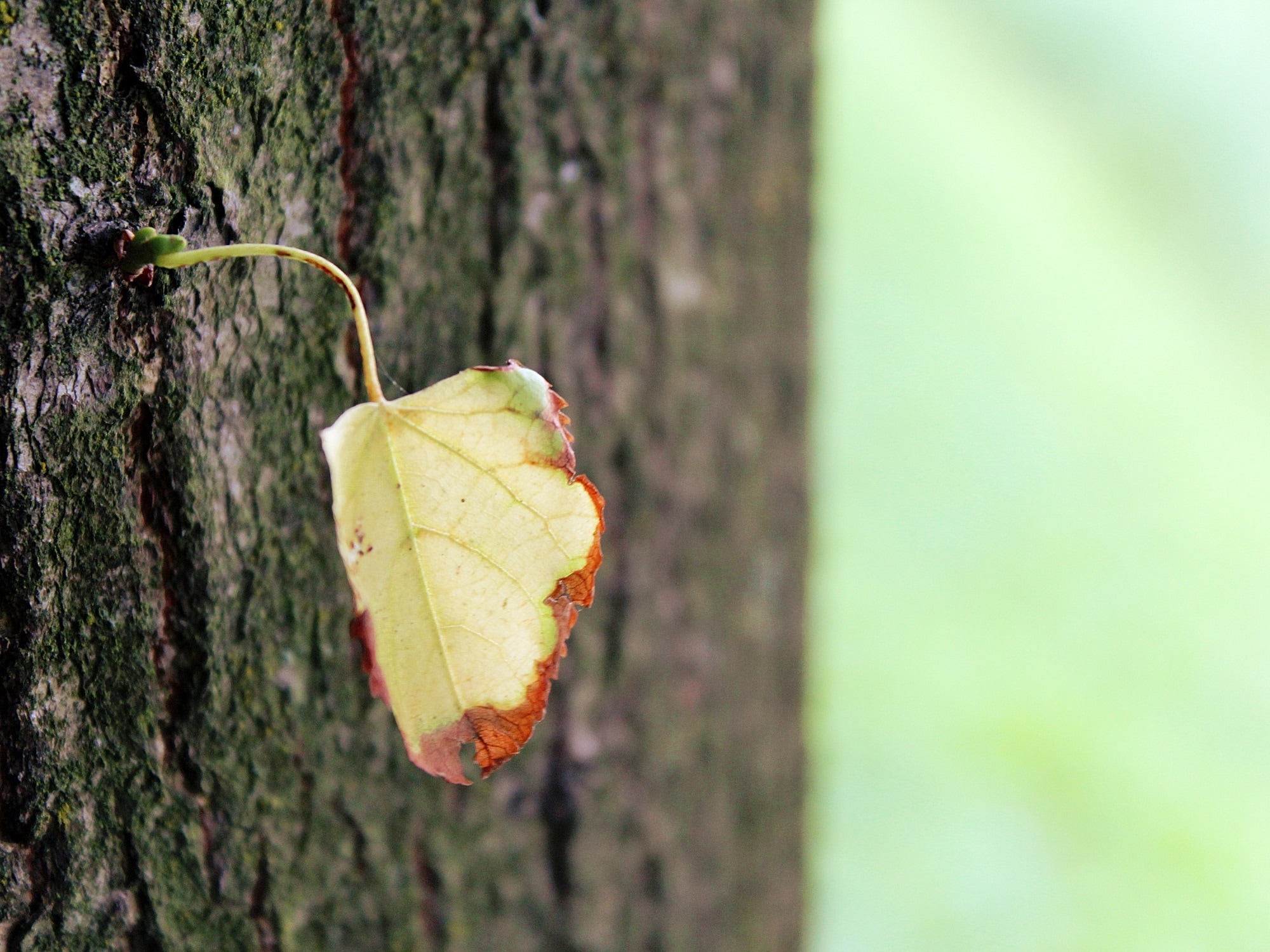 green leaf