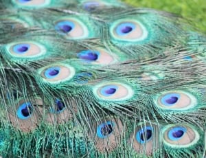 peacock feather thumbnail