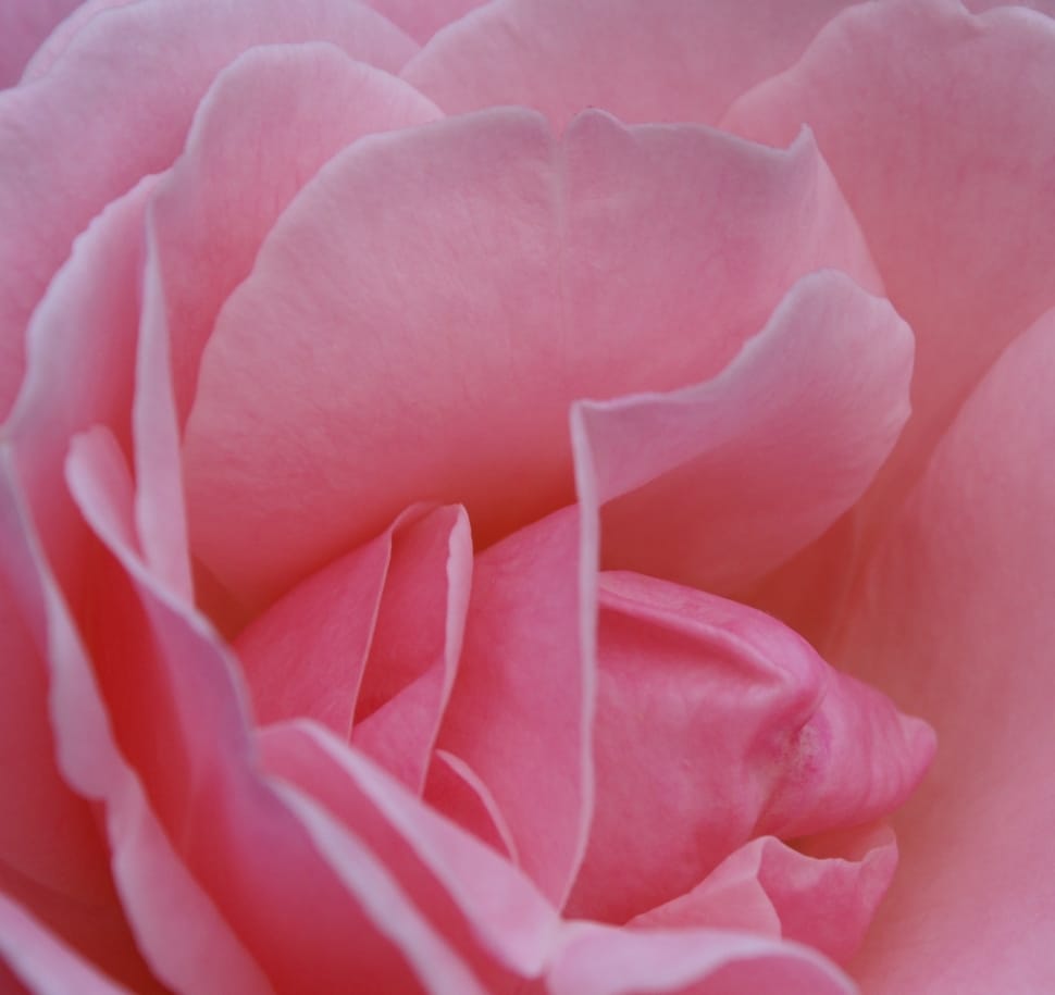 pink rose petals preview