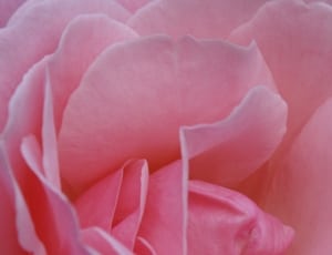 pink rose petals thumbnail