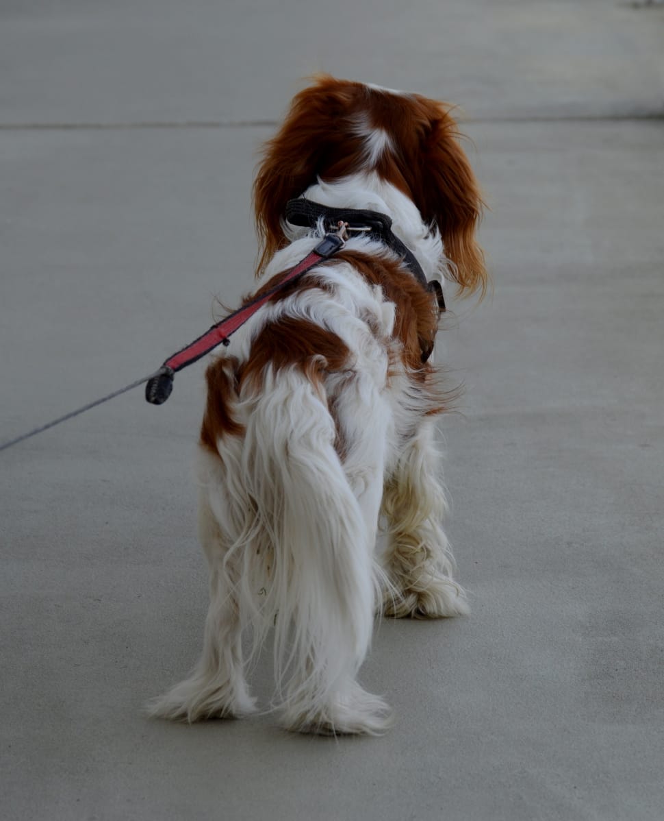 red and white cavalier king charles spaniel preview
