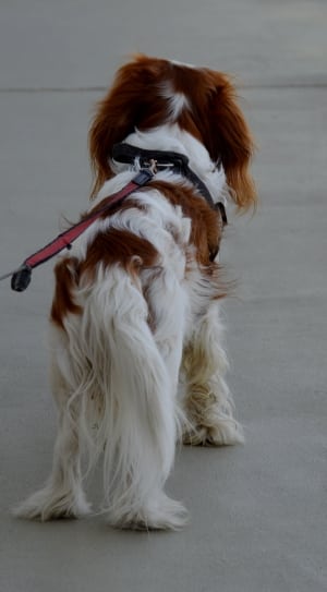 red and white cavalier king charles spaniel thumbnail