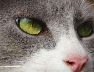 grey and white cat thumbnail