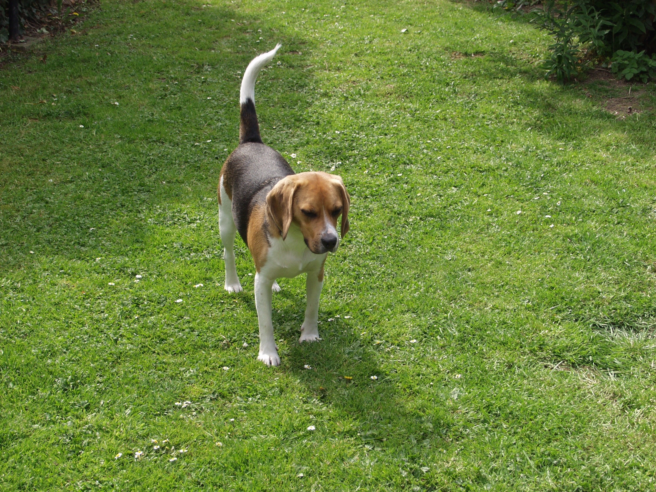 tricolor beagle