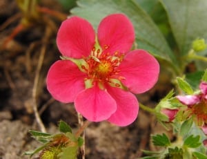 pink 6 petaled flower thumbnail
