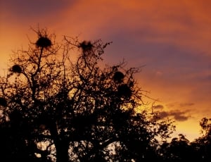 silhouette of tree with bird's nest thumbnail