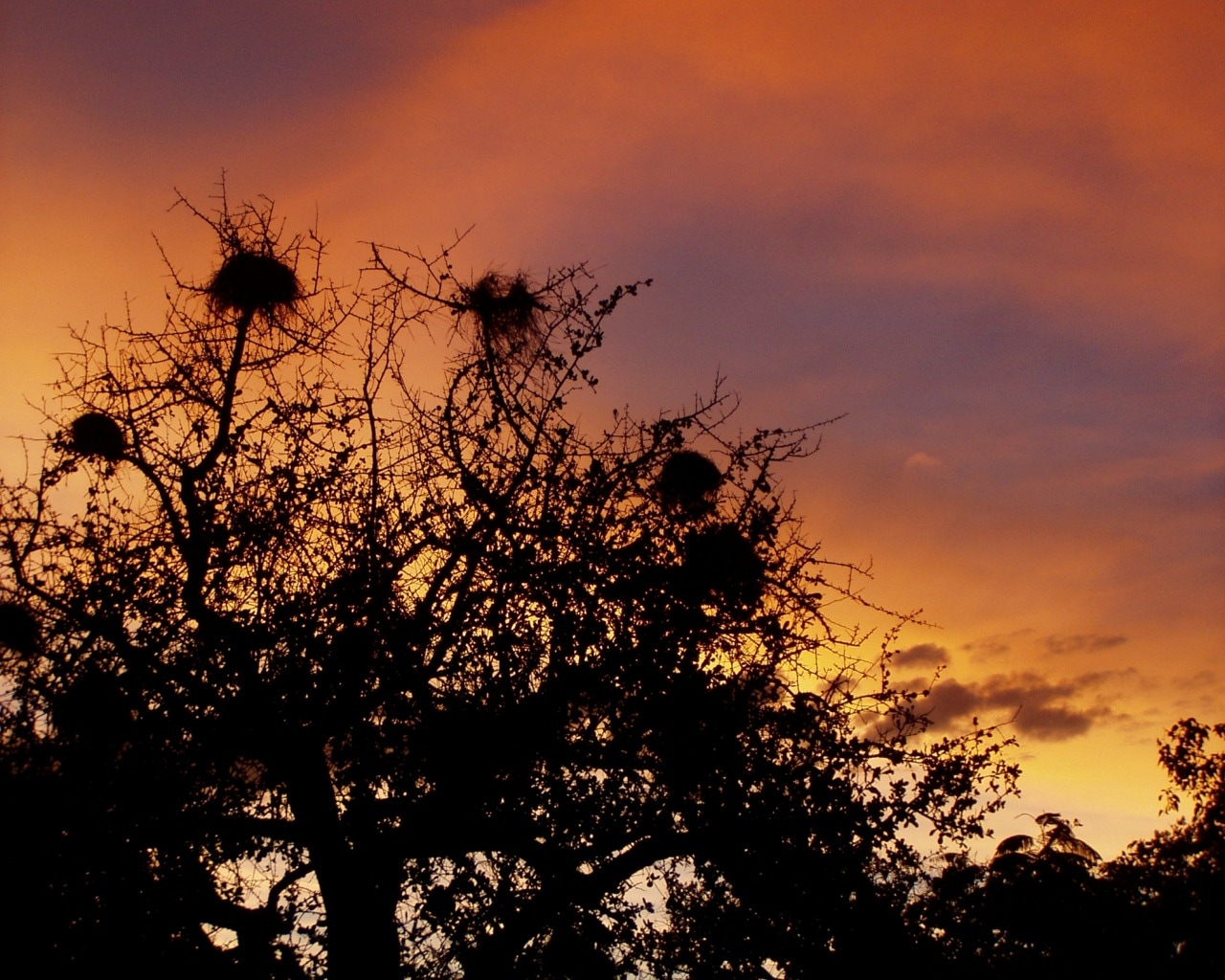 silhouette of tree with bird's nest