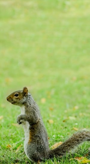 white and brown squirrel on green grass field thumbnail