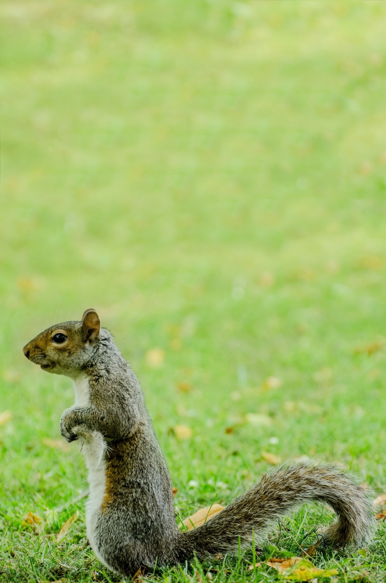 white and brown squirrel on green grass field