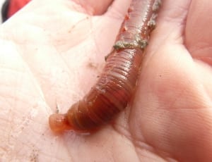 earthworm thumbnail