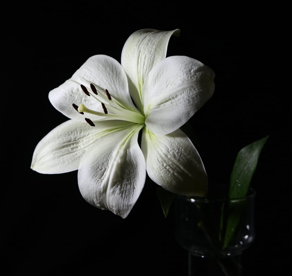 white lily preview
