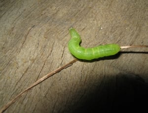 green worm thumbnail