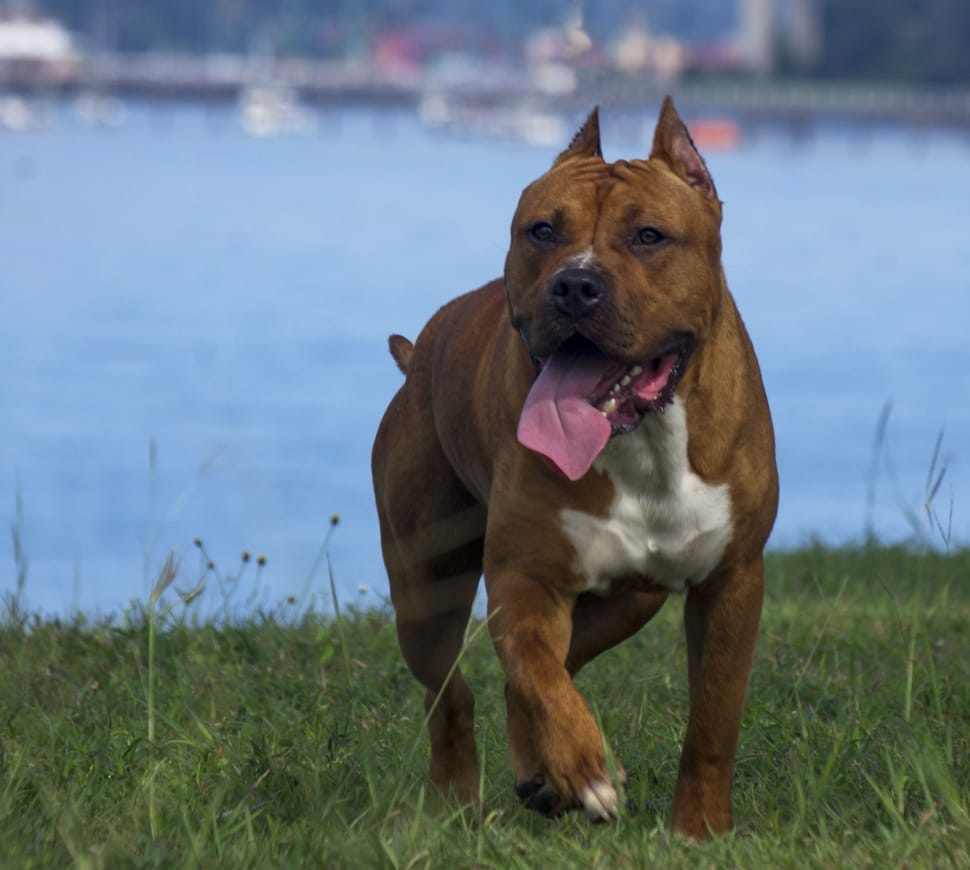brown and white american staffordshire terrier preview