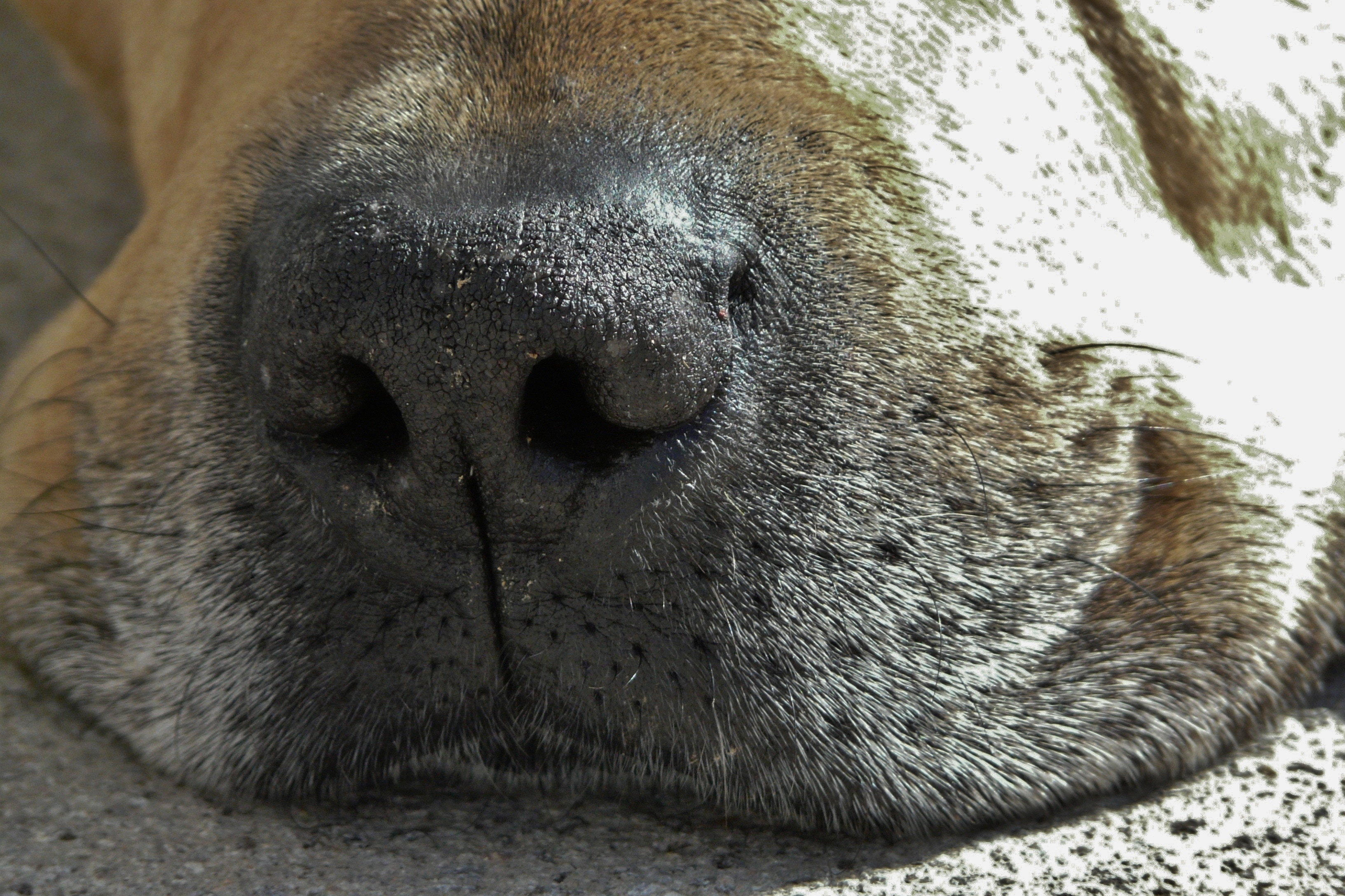 У собаки на носу корка. Морда собаки. Собачий нос. Морда собаки нос.