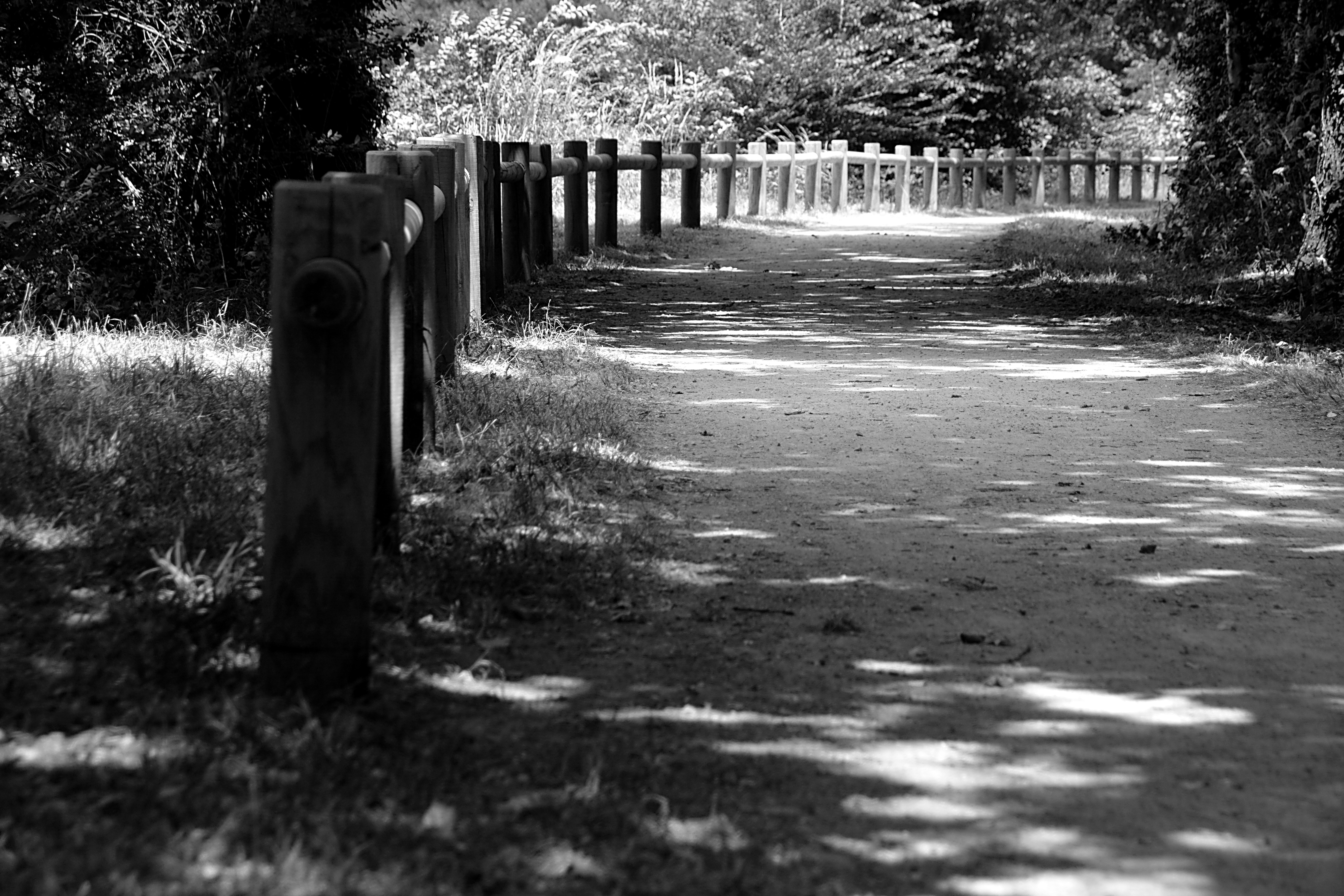 grayscale photo of fence beside trees