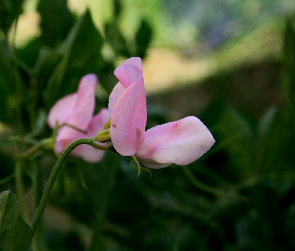 pink sweet pea preview