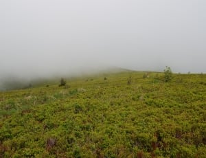 green mountain covered with fog thumbnail