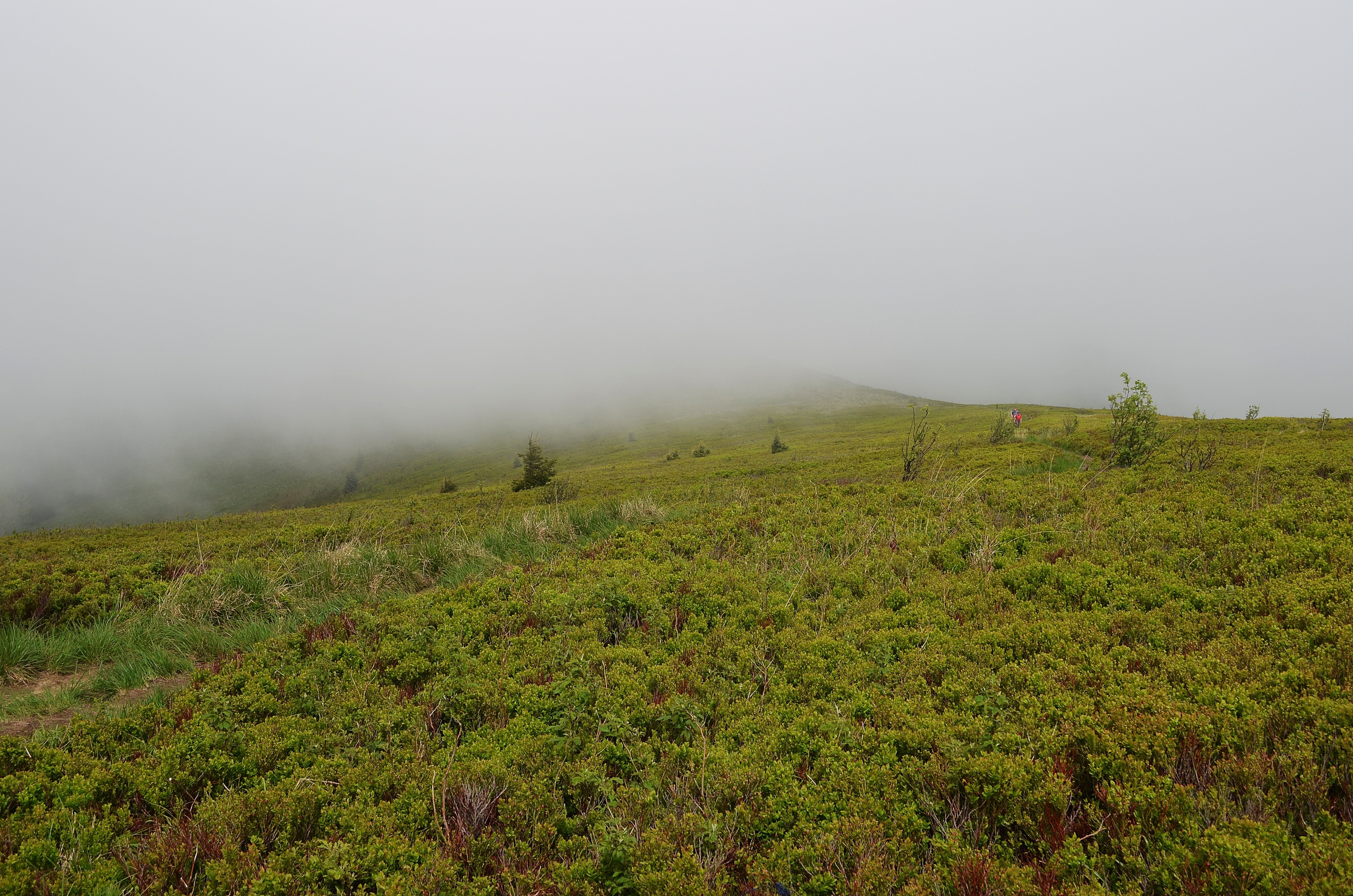 green mountain covered with fog