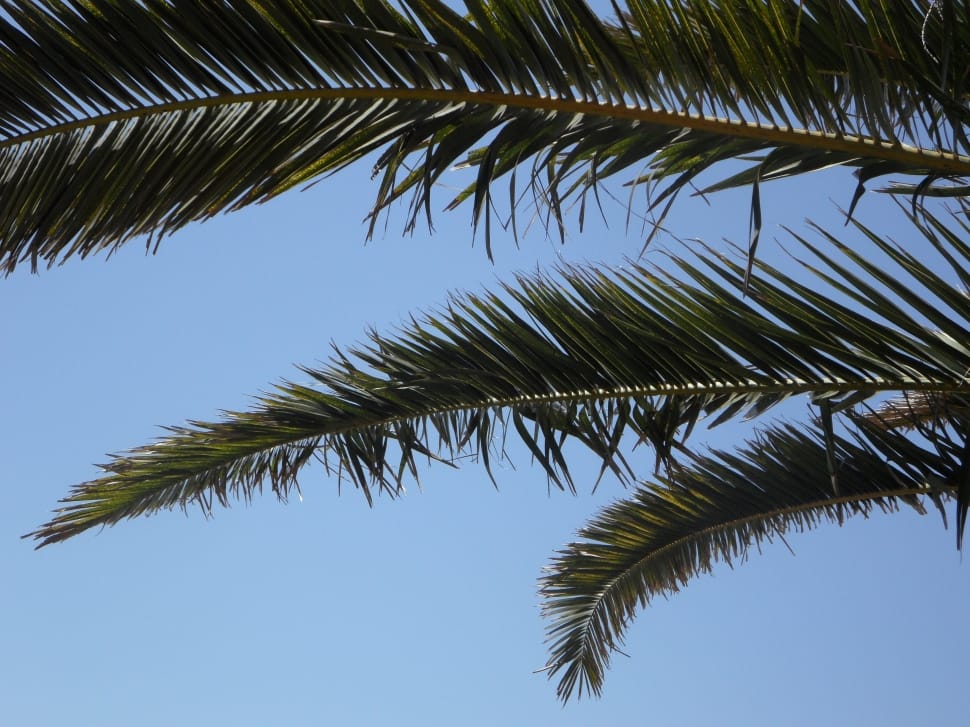 Palm, Sky, Palm Leaves, View, Outlook, palm tree, tree preview