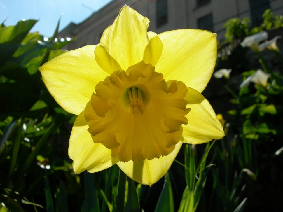 yellow daffodil preview