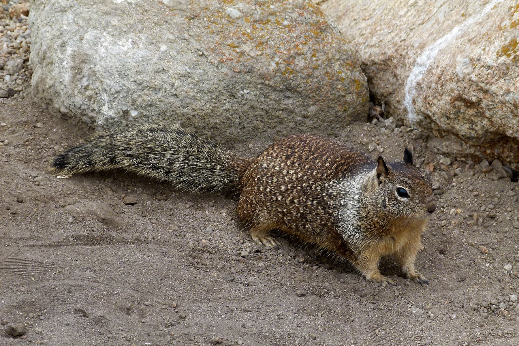 brown squirrel