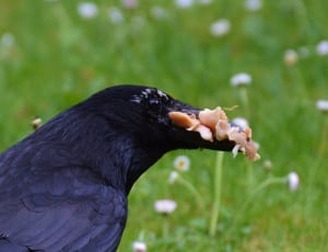black Raven during daytime thumbnail