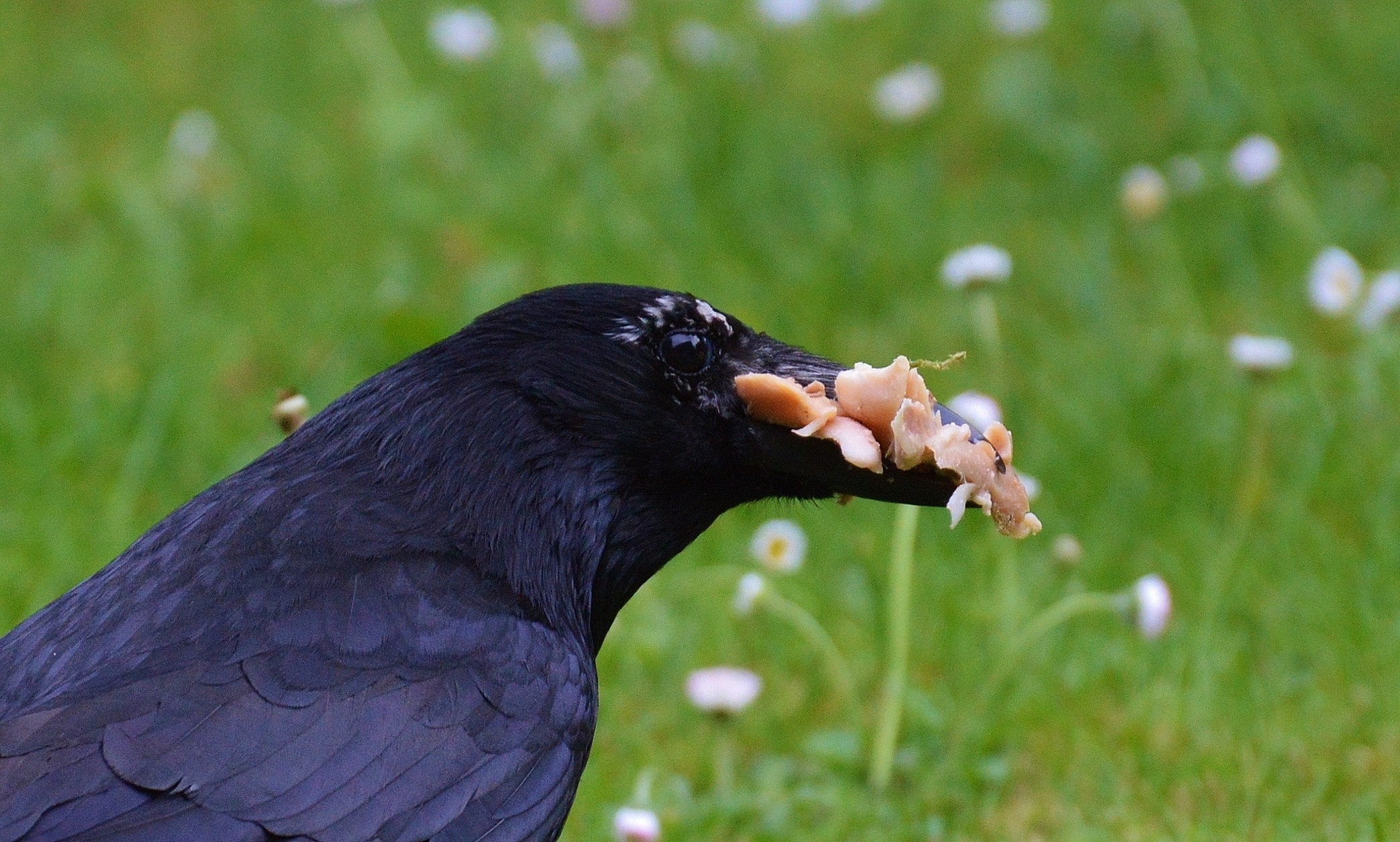 black Raven during daytime