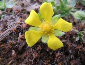 yellow 5 petal flower thumbnail