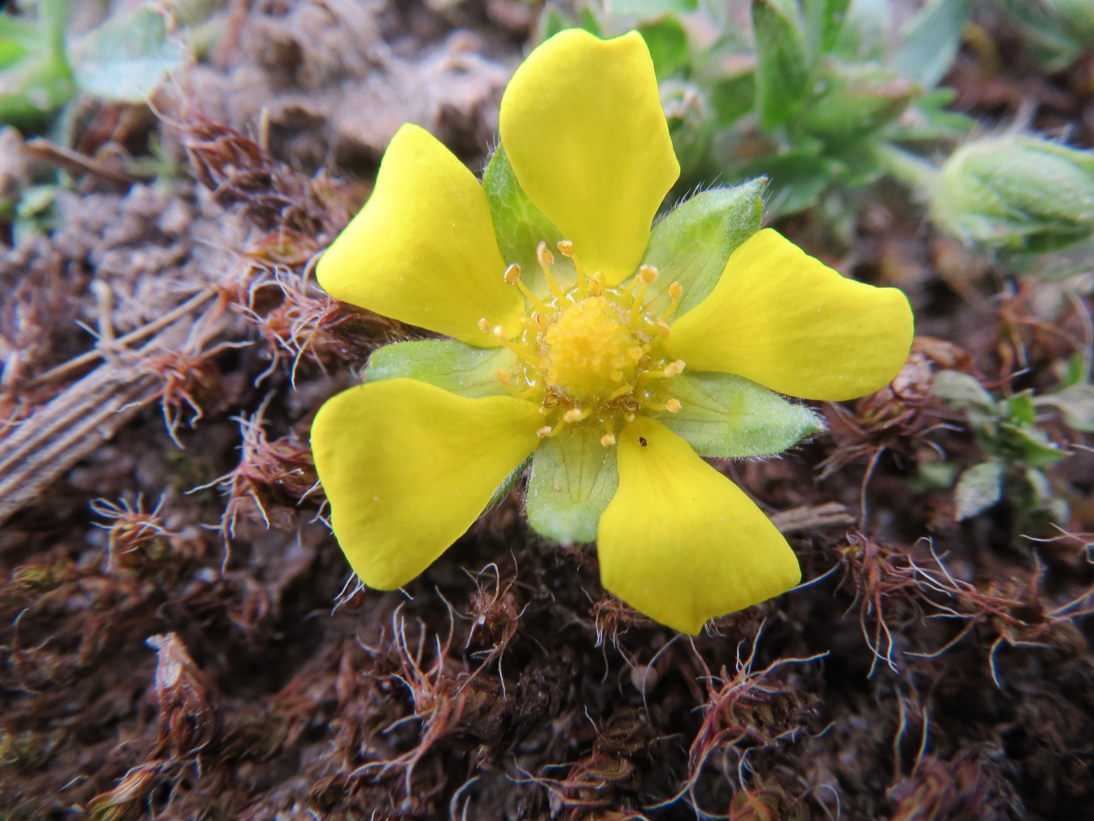 yellow 5 petal flower