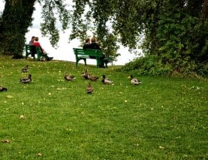 flock of brown ducks thumbnail