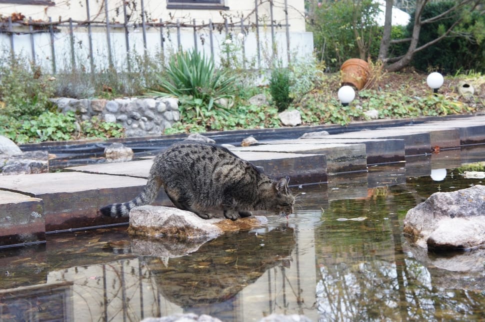gray and black cat stepping on the stone surrounded by water during daytime preview