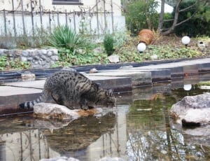 gray and black cat stepping on the stone surrounded by water during daytime thumbnail