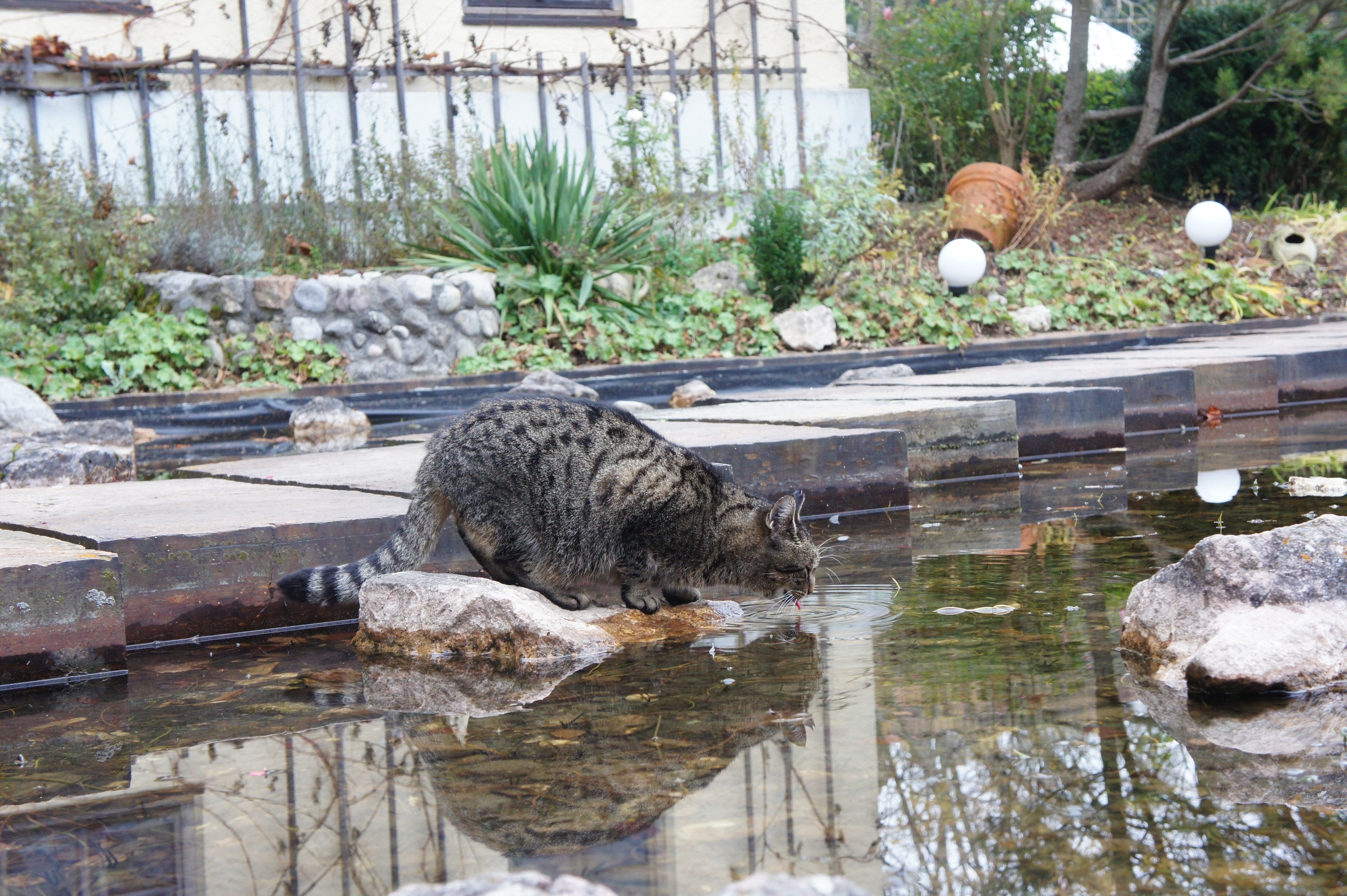 gray and black cat stepping on the stone surrounded by water during daytime
