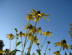 yellow Daisy flower under blue sky at daytime thumbnail