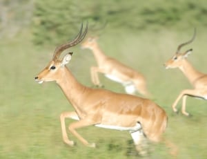 3 antelope thumbnail