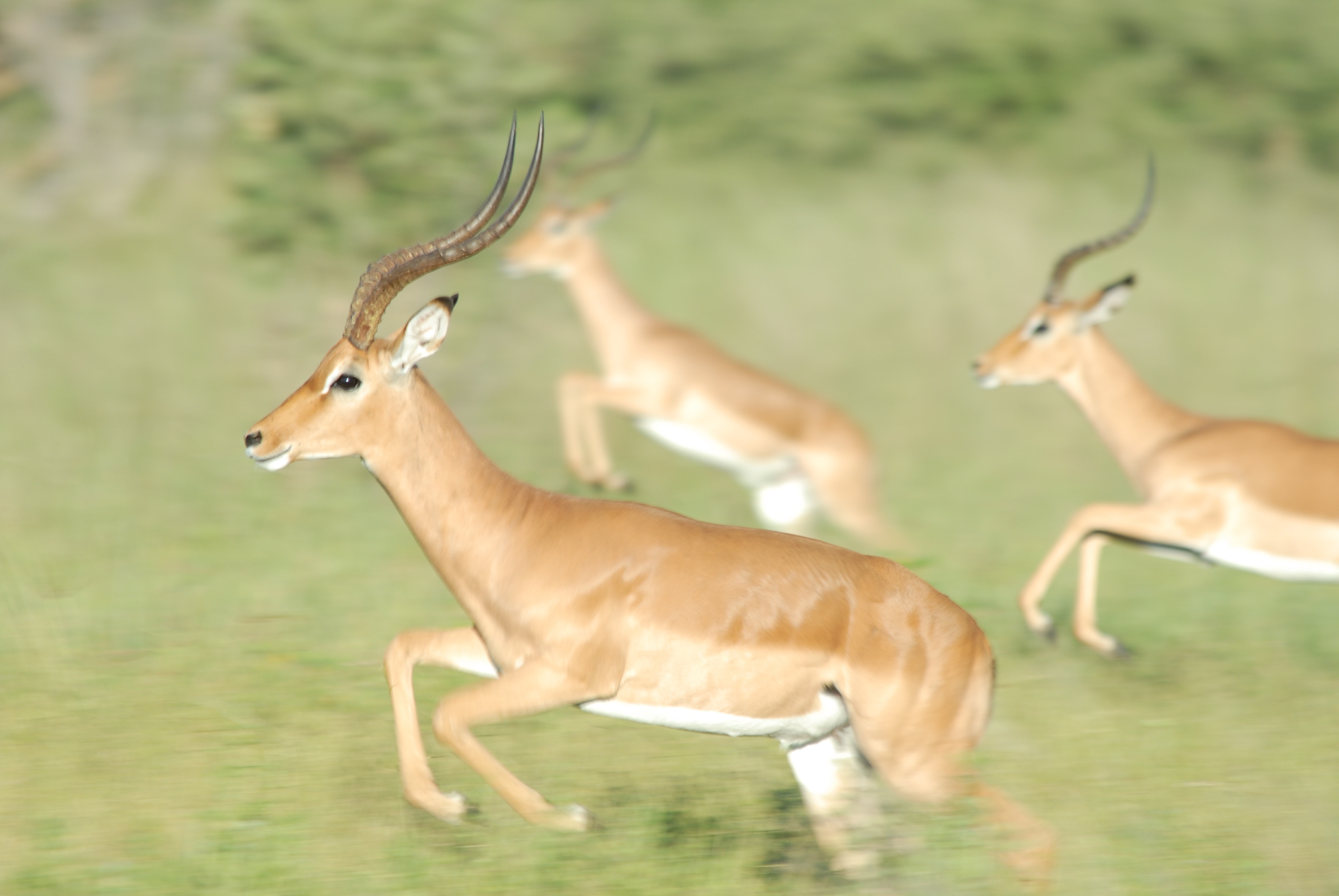 3 antelope