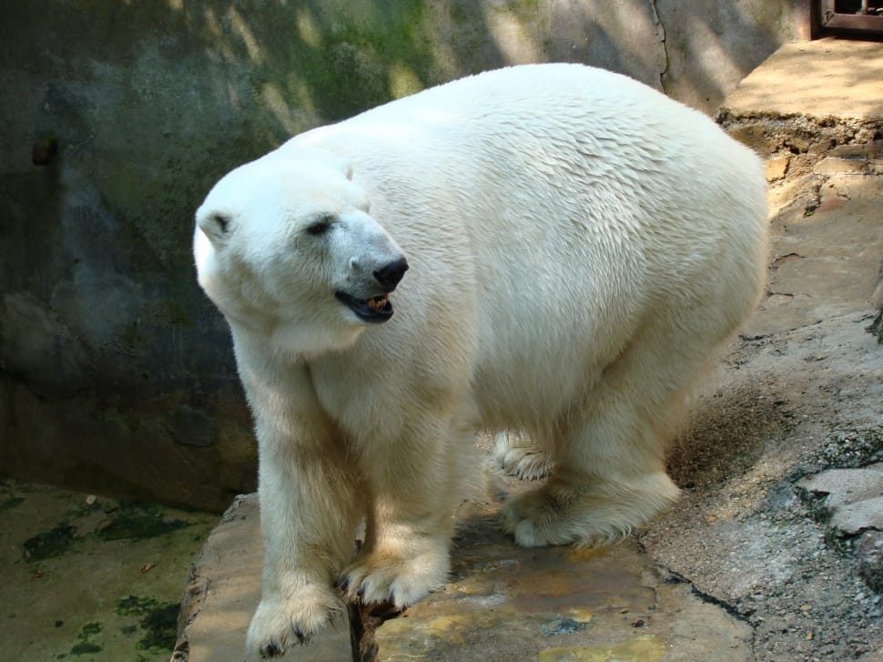 polar bear preview