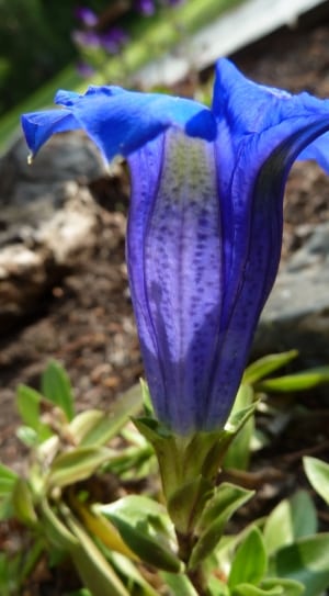 purple bell shaped flower thumbnail