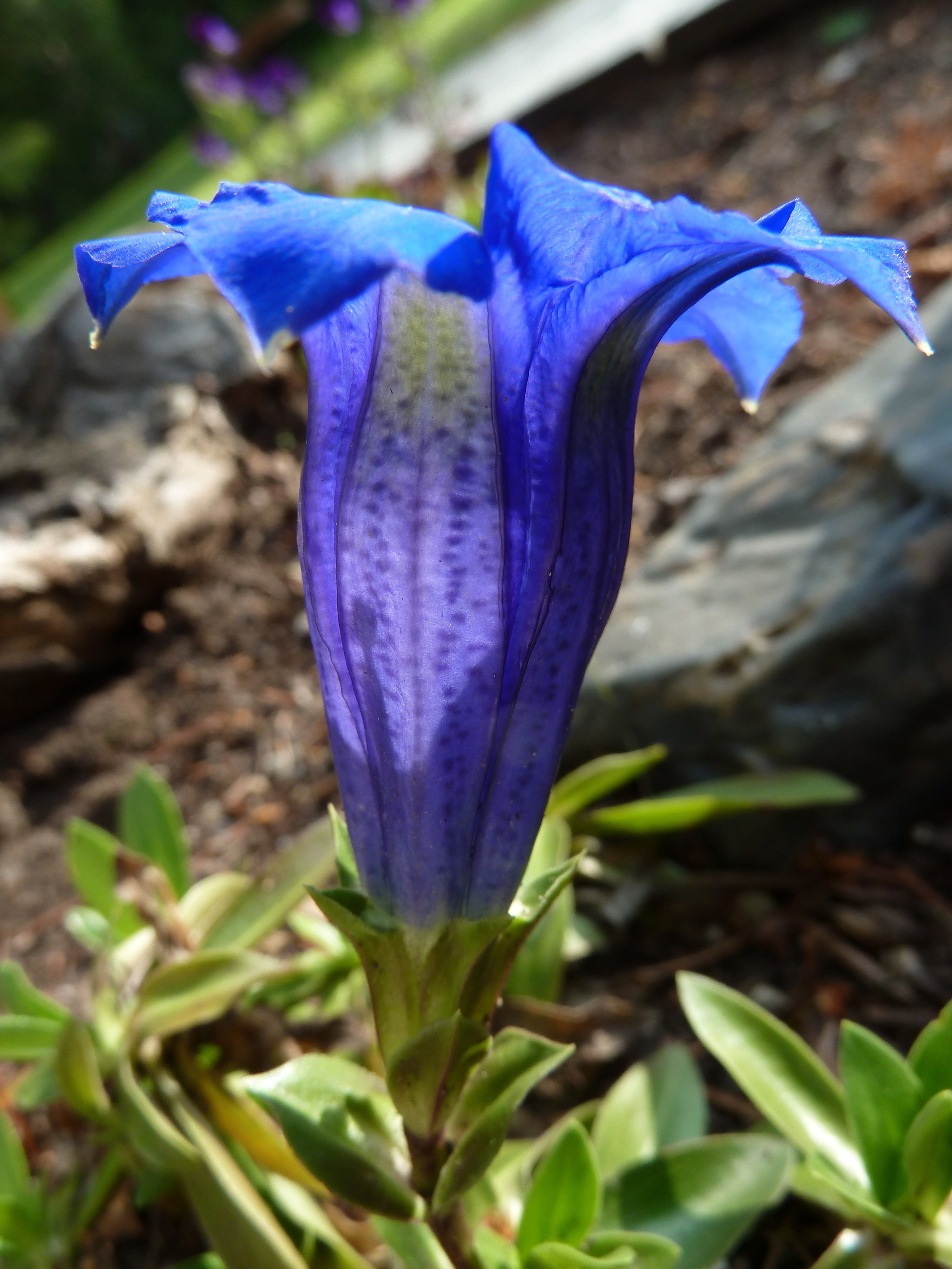 purple bell shaped flower