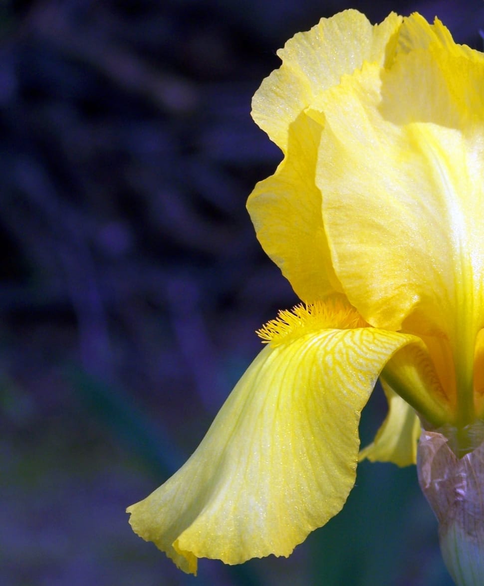 yellow iris flower preview